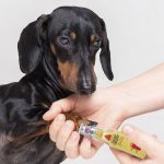 How to Trim Your Dogs Nails