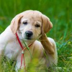 How to protect your dog from Tick and flea-min