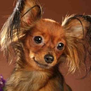 Russian toy terrier the cutest toy breed in the world