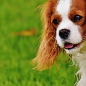 Top 10 Cutest Small Dog Breeds in the World-min (1)