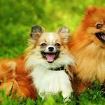 Top 10 Cutest Small Dog Breeds in the World