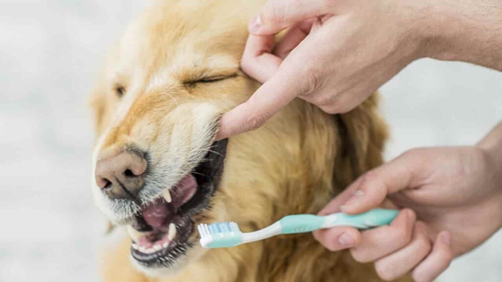 how to control dog bad breath by brushing teeth-min