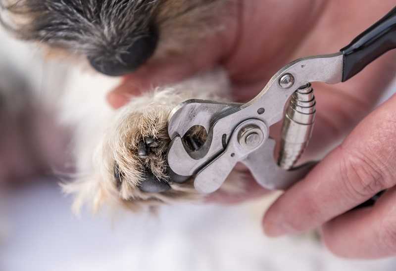 how to trim your dog's nails-min