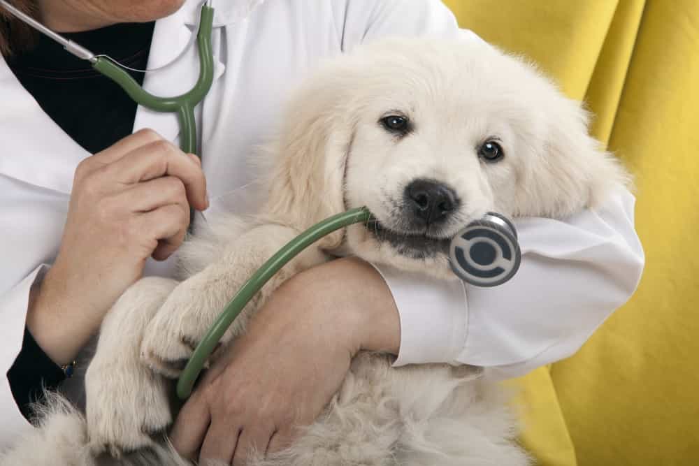 Regular dog checkup