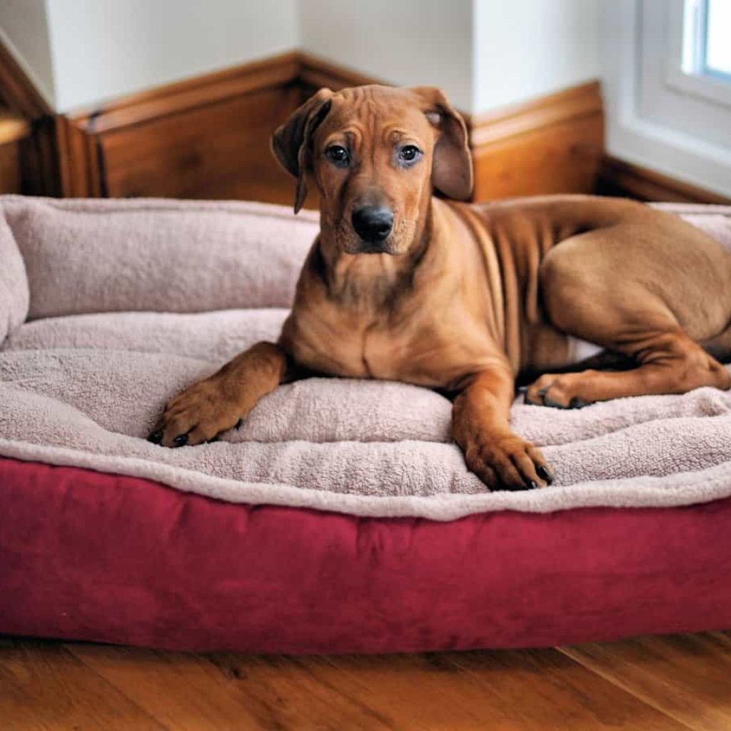 Top 10 Beds for Your Dog This Winter