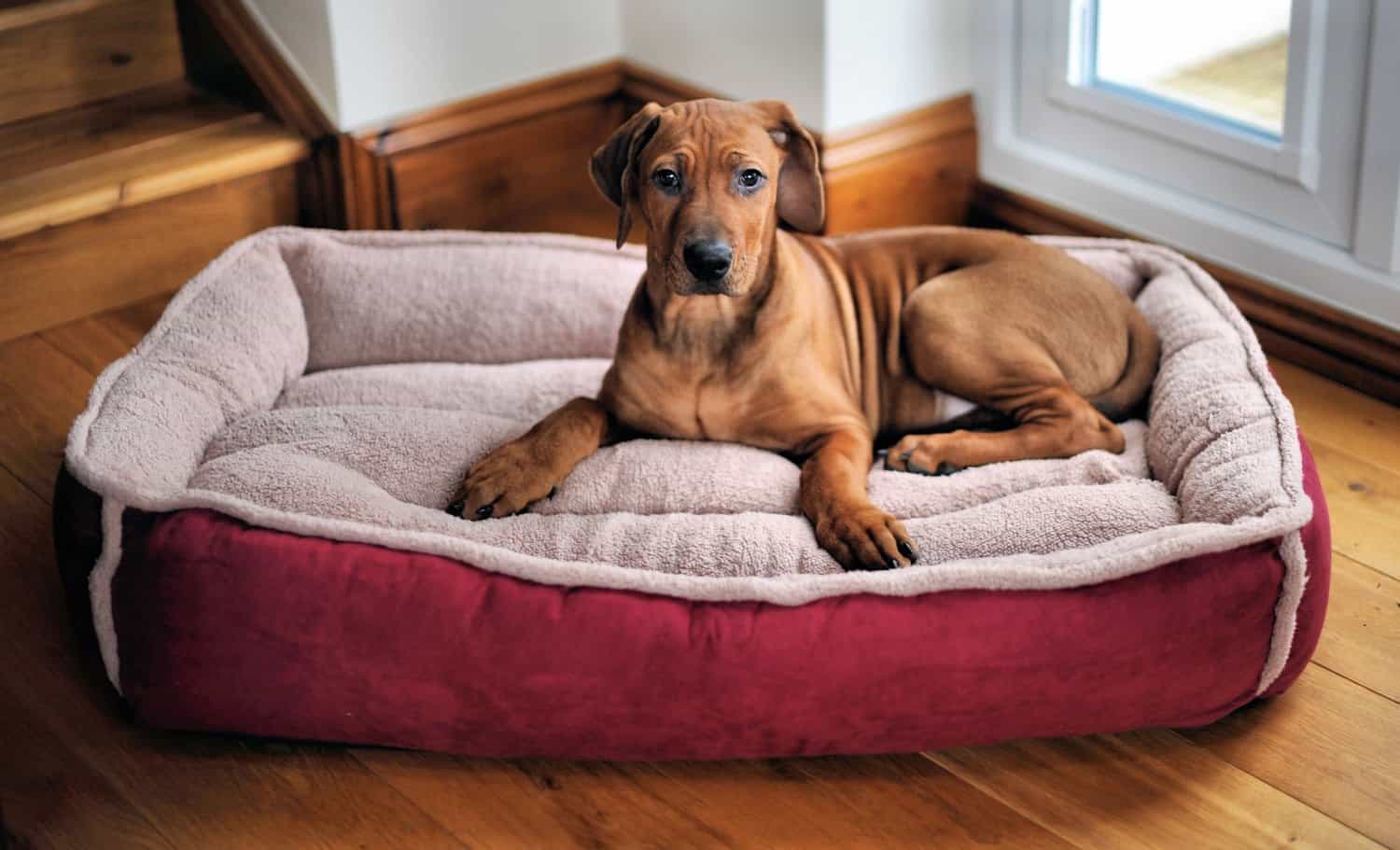 Top 10 Beds for Your Dog This Winter