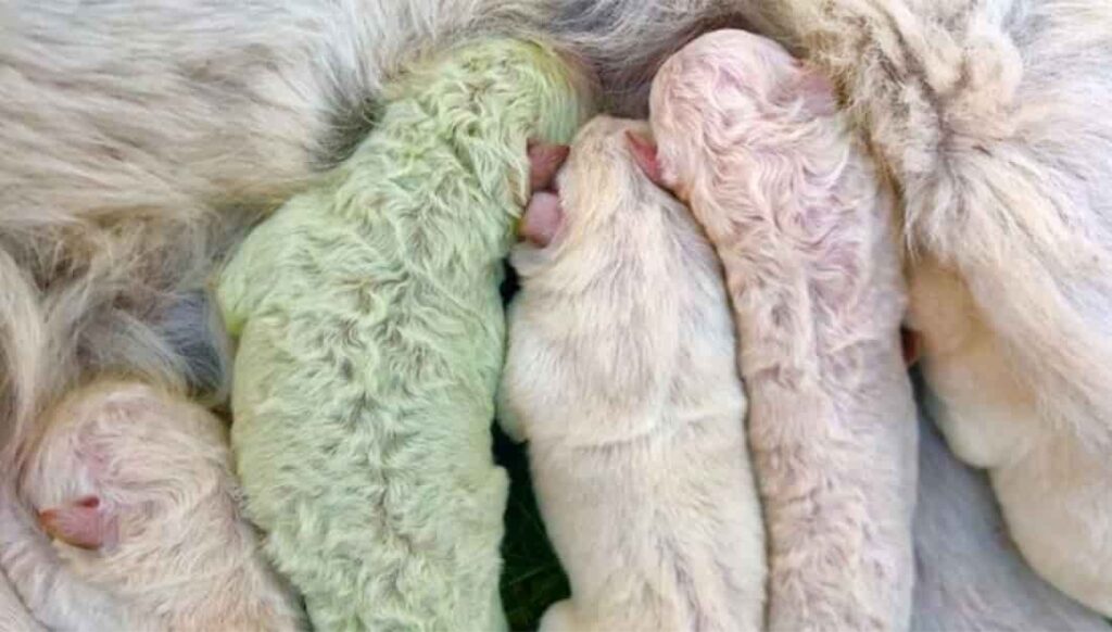 Unusual green Pup 'Pistachio' born in Italy