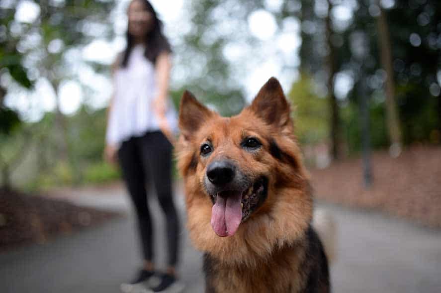 how exactly are puppies able to discover human disease?