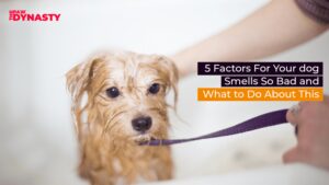 5 Factors For Your dog Smells So Bad and What to Do About This