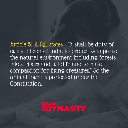 Animal Protection Laws, Article 51(A)