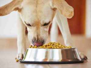 How to Pick the Best High-Quality Dog Food for Your Pet