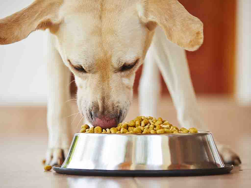 Best things to feed your dog sale