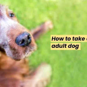 How to take care of adult dog