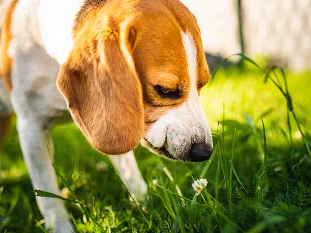 Why Do Dogs Eat Grass | Is eating grass is dangerous - The Paw Dynasty - Dog Eating Grass Before Meals