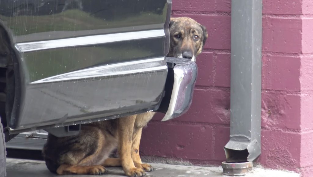 Homeless Dog Cried Like Human While Being Rescued