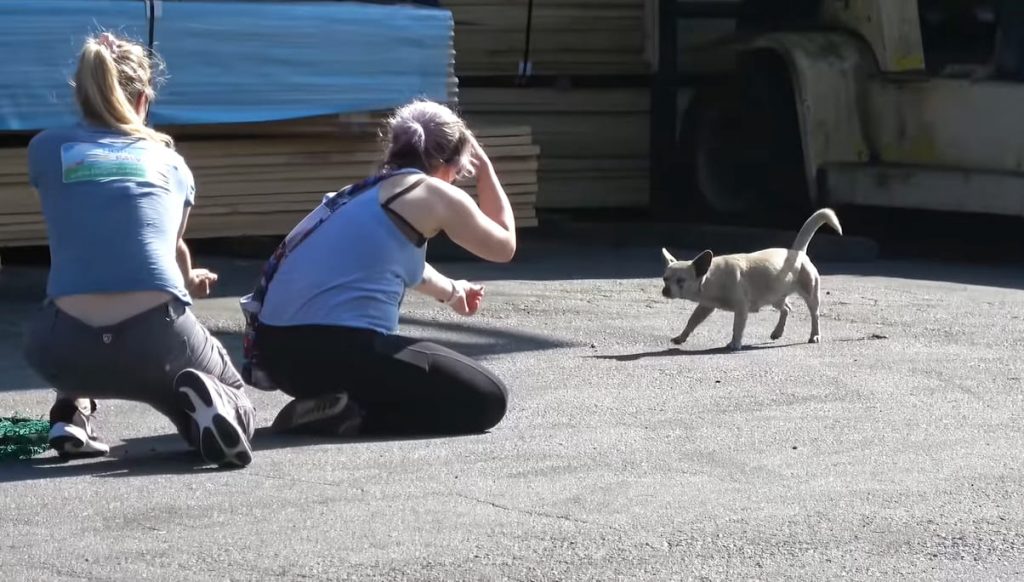 Rescue A Dog Abandoned With Her Belongings Within An Industrial Region