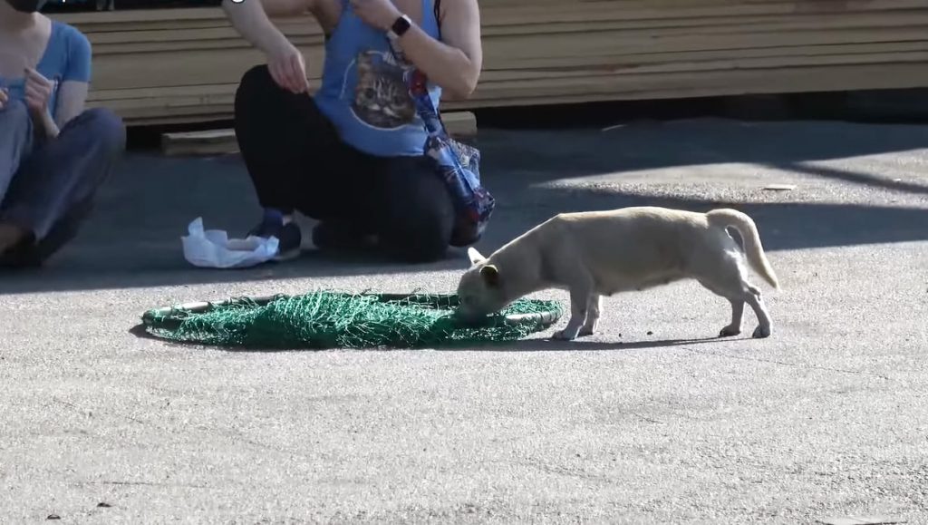 Rescue A Dog Abandoned With Her Belongings Within An Industrial Region