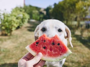 Can dogs have watermelon