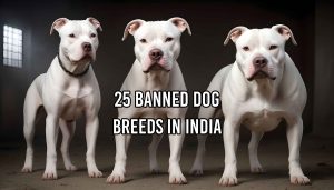 25 Banned Dog Breeds in India