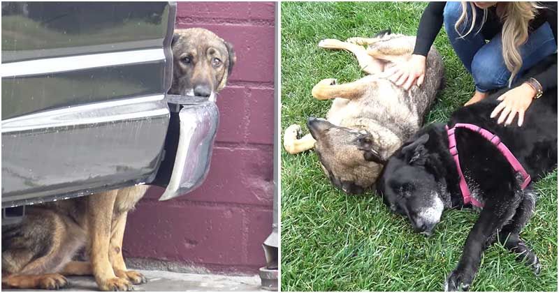 Homeless Dog Cried Like Individual While Being Rescued And Now She Requires Permanent Home