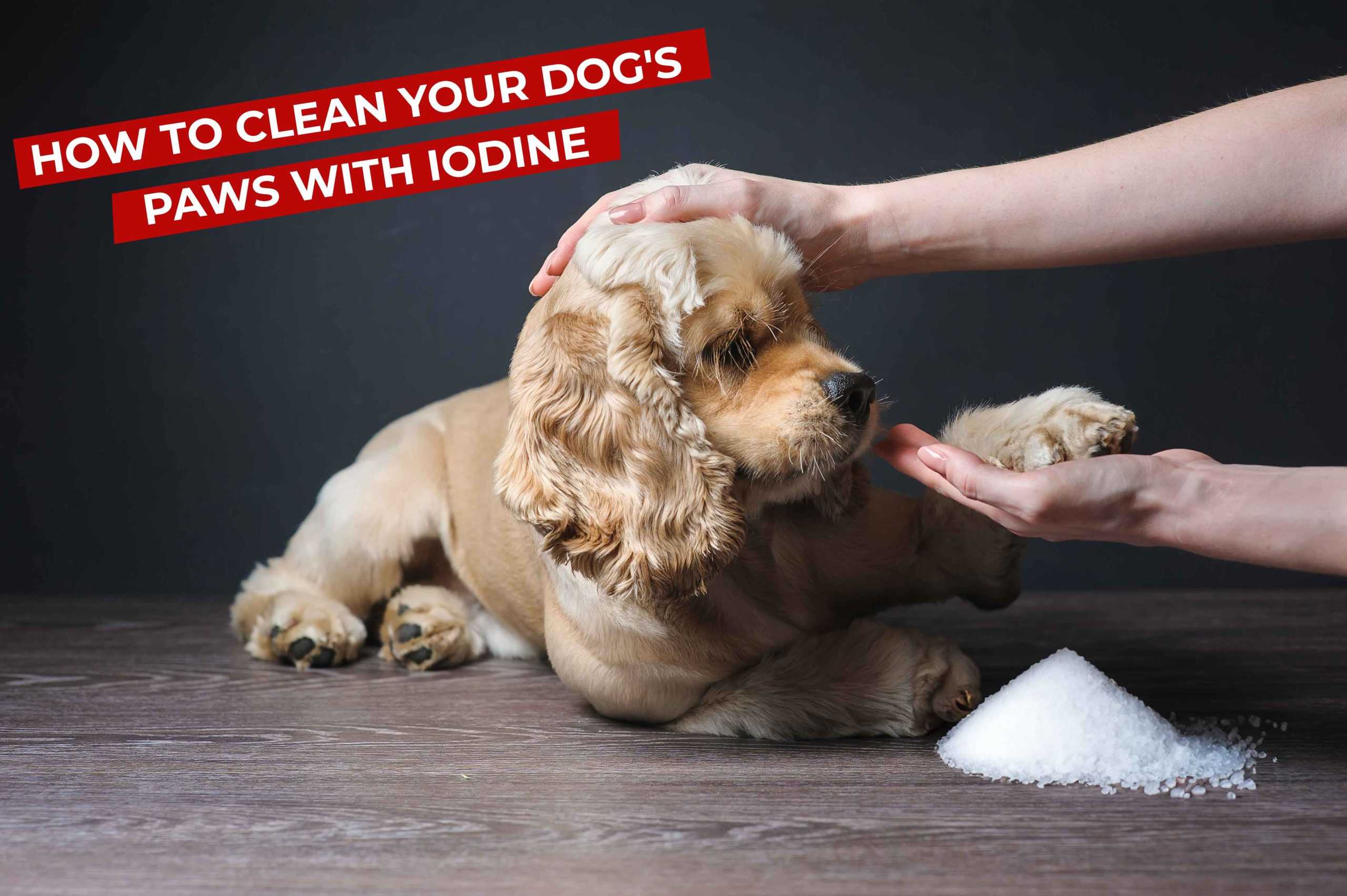 How to Clean Your Dog's Paws with Iodine: Step-by-Step Guide