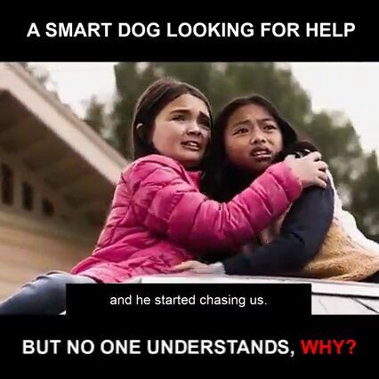 A Smart Dog Looking For Help, But No One Understands Why?